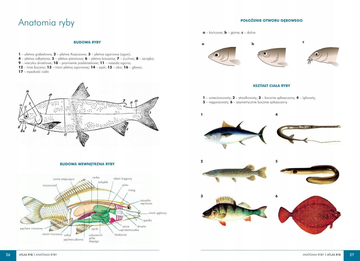 Atlas RYB POLSKICH 140 Gatunków Polska Ichtiofauna Opisy i Fotografie SBM_2