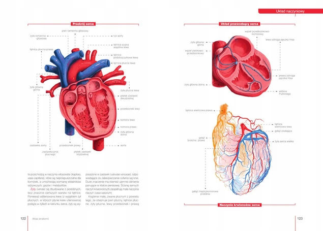 Atlas ANATOMI Budowa i Funkcjonowanie Justyna Mazurek SBM_3