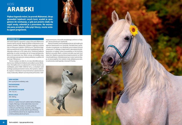 KONIE RASOWE Album Opisy Fotografie Patrycja Zarawska SBM_3