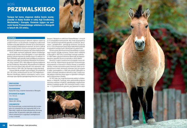 KONIE RASOWE Album Opisy Fotografie Patrycja Zarawska SBM_5