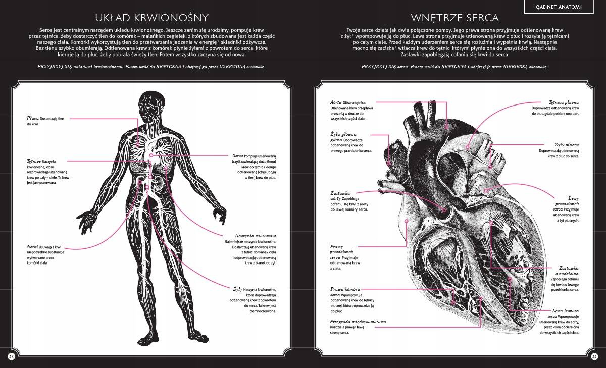 Gabinet Anatomii 