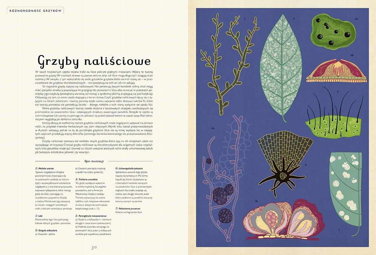 Fungarium Muzeum Grzybów Ester Gaya 7+ Dwie Siostry_3