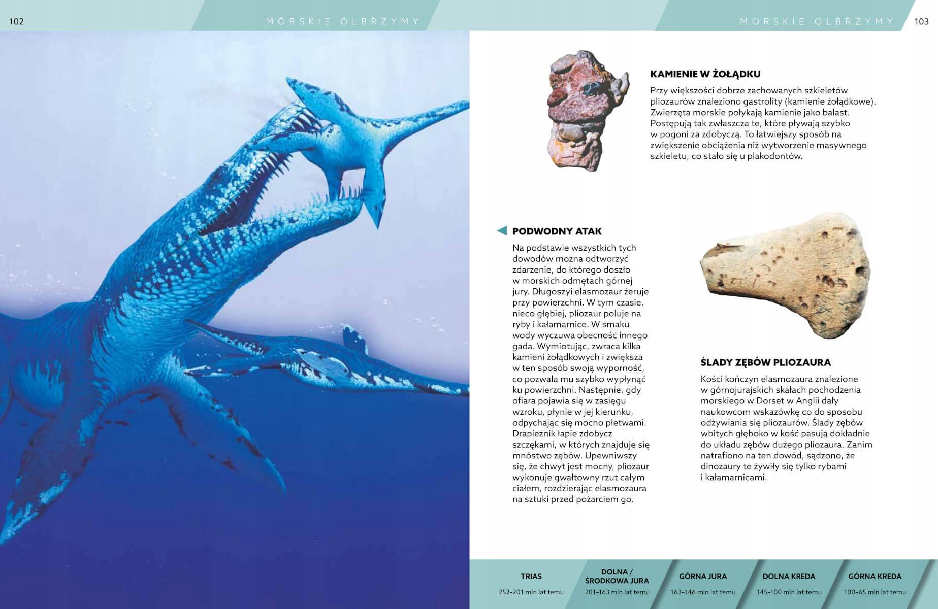 Encyklopedia DINOZAURY Książka O Dinozaurach SBM (TW)_5