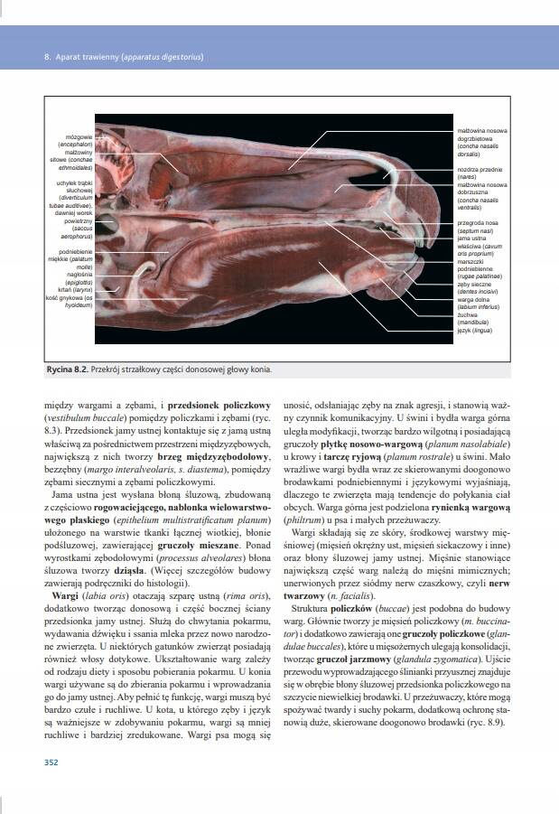 Anatomia zwierząt domowych Kolorowy atlas Norbert Pospieszny wyd. Galaktyka_2
