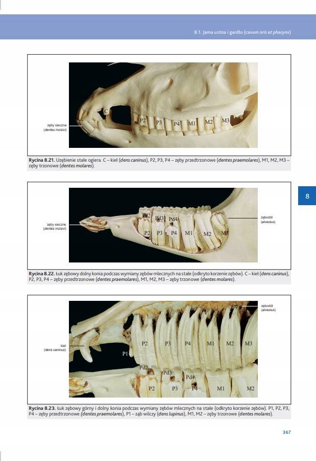 Anatomia zwierząt domowych Kolorowy atlas Norbert Pospieszny wyd. Galaktyka_3