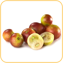 camucamu_smak_odidodi