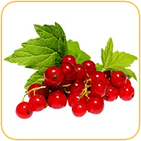 czerwona_porzeczka_smak_odidodi