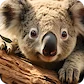 miś koala