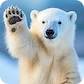 miś polarny