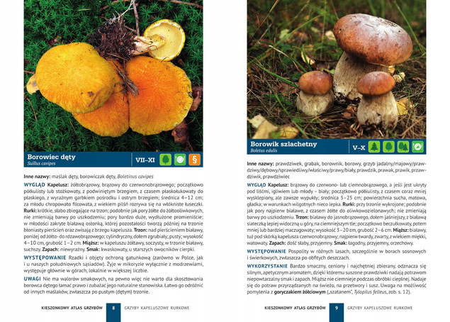 Kieszonkowy atlas grzybów