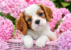 Puzzle 500 Pup In Pink Flowers Castorland