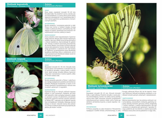 Atlas Motyli 250 GATUNKÓW Fotografie Opisy Jacek Twardowski TW SBM