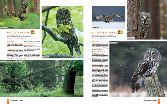 Ptaki Polski Lista Wszystkich Gatunków Stwierdzonych Dominik Marchowski SBM