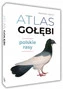 GOŁĘBIE POLSKIE