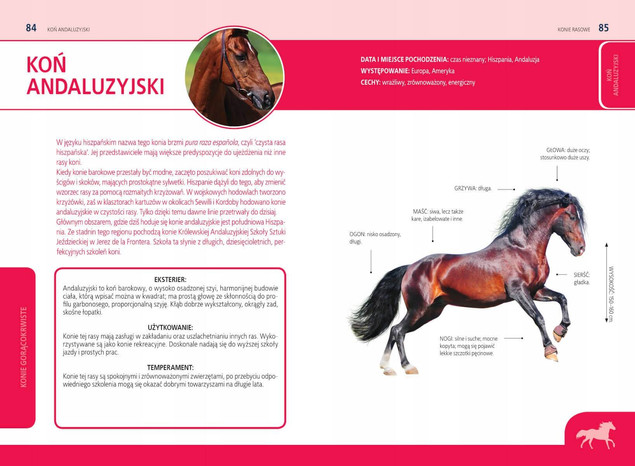 Zestaw Książek O KONIACH Konie Rasowe i Jaki To Koń TW SBM