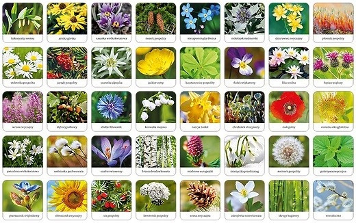 Gra Planszowa Adamigo Memory Flora Polski Edukacyjna
