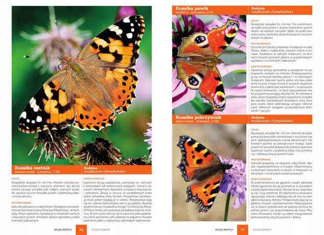 Atlas Motyli 250 GATUNKÓW Fotografie Opisy Jacek Twardowski TW SBM