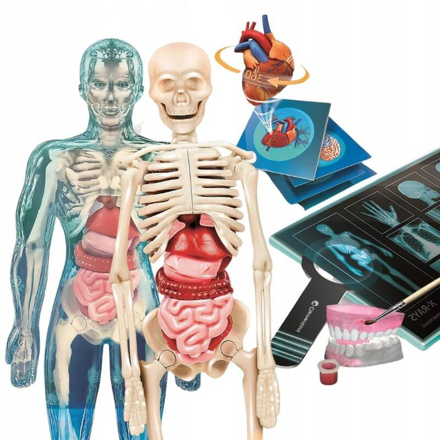 Zestaw Super ANATOMIA CZŁOWIEKA Nauka Zabawa Dla Dzieci 8+ Clementoni