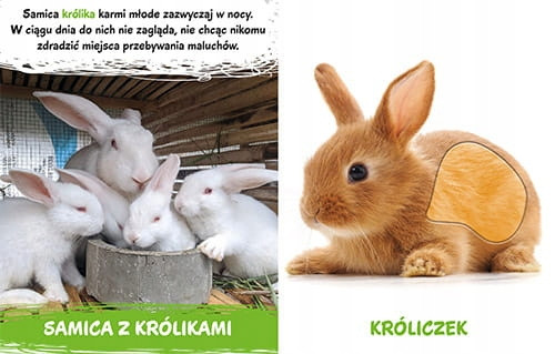 Milusińscy w domu Elżbieta Korolkiewicz