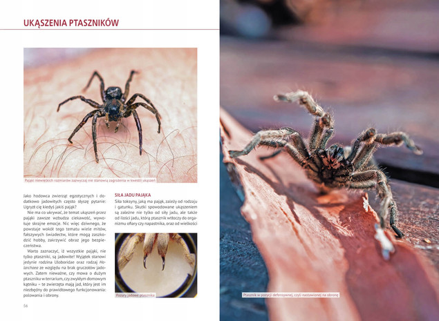 ZESTAW Atlas PAJĄKÓW + Atlas PAJĄKÓW EGZOTYCZNYCH 200 Gatunków SBM (TW)
