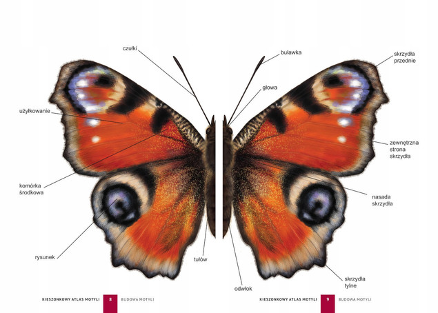 Kieszonkowy Atlas MOTYLI 180 Gatunków Jacek Twardowski SBM
