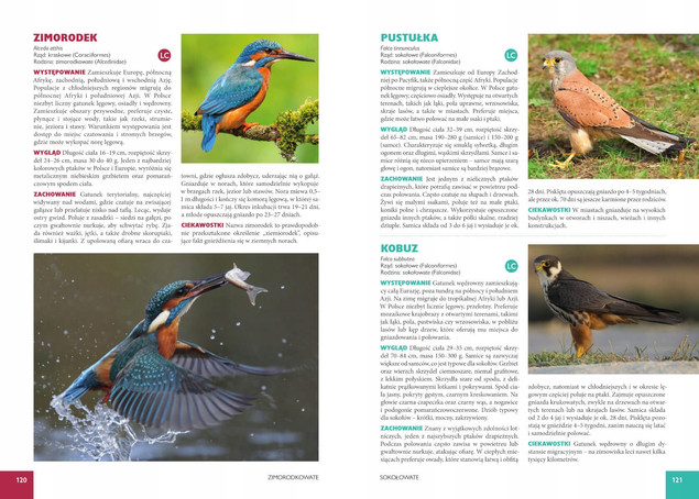 Atlas Ptaków 250 Gatunków Żyjących w Polsce Jan Król SBM