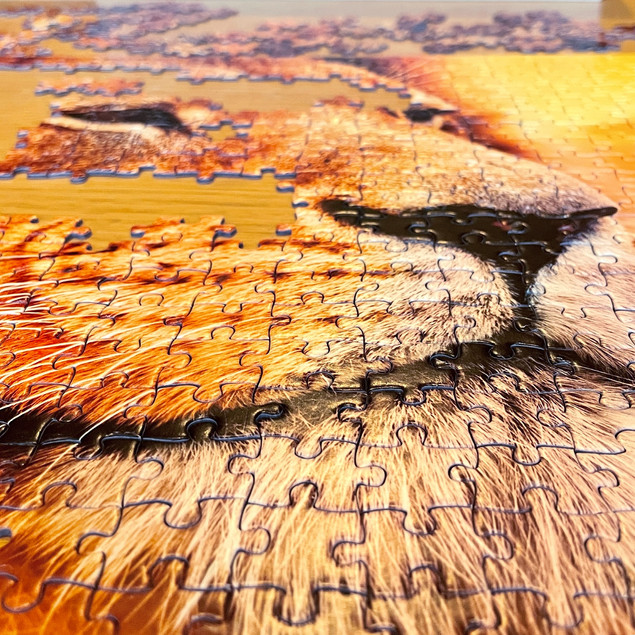 Puzzle Tactic African Lion 500 elementów Lew Afrykański