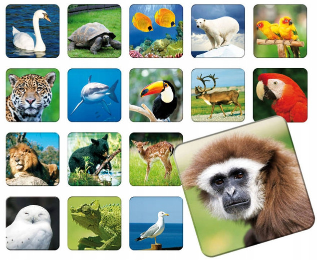 Memory Zoo - gra pamięciowa zwierzęta dla dzieci 5+