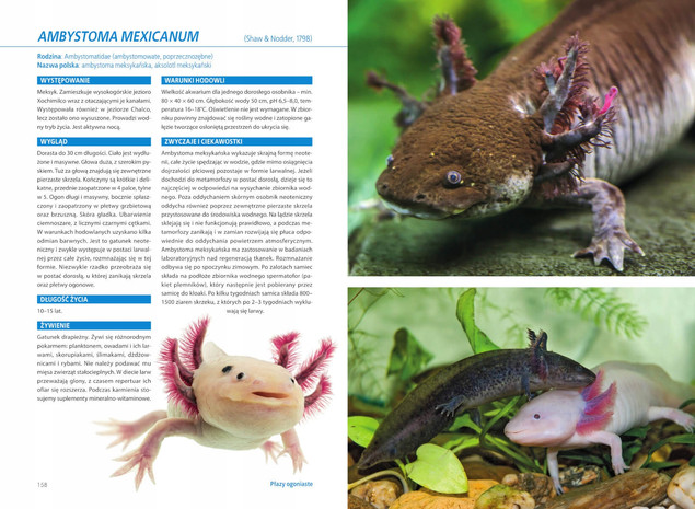 Atlas PŁAZÓW Hodowlanych 100 Gatunków Angelika Dawidowicz SBM