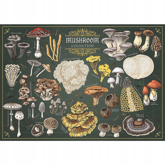 Puzzle 500 Finders Keepers: Grzyby – Ilustrowany Atlas Przyrody Premium