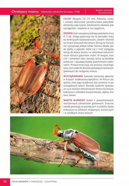 Zestaw Książek o OWADACH Atlas Owadów i Jaki To Owad? SBM (TW)