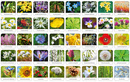 Memory FLORA POLSKI Gra Pamięciowa Dla Dzieci Pamięć 5+ Adamigo 7851