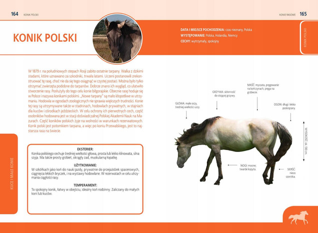 Konie Rasowe Opieka Akcesoria Rasy Poradnik Justyna Felgenau SBM