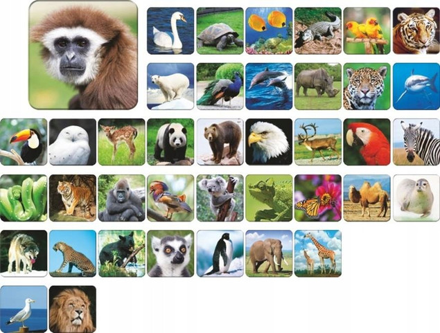 Memory Zoo - gra pamięciowa zwierzęta dla dzieci 5+