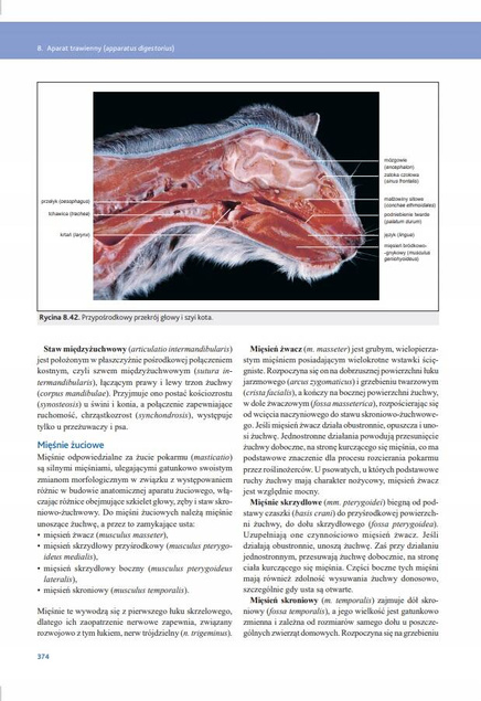 Anatomia zwierząt domowych Kolorowy atlas Norbert Pospieszny wyd. Galaktyka