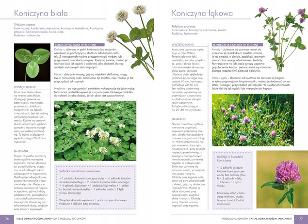 Atlas Dzikich Roślin Jadalnych Monika Fijołek 150 GATUNKÓW SBM Poradnik Foraging