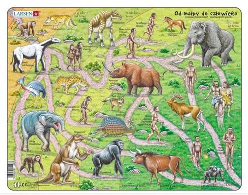 Puzzle Larsen Układanka Edukacyjna Droga od Małpy do Człowieka 83 elementy