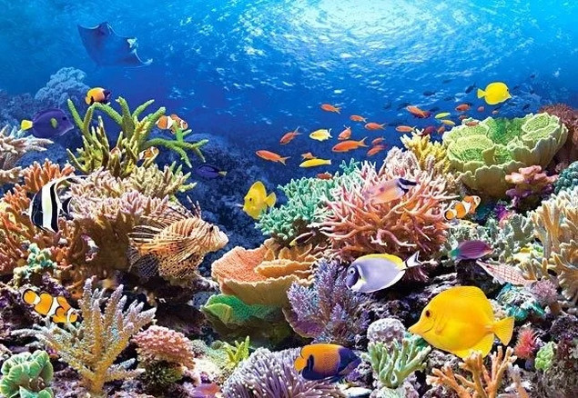 Puzzle 1000 Układanka RAFA KORALOWA Rybki Płaszczka Manta Morze 9+ Castor