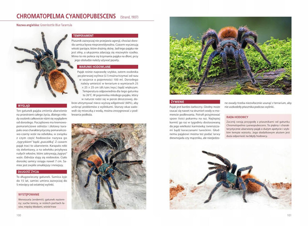 Atlas pająków. Ptaszniki – 100 gatunków hodowlanych | SBM