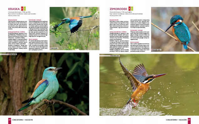 Ptaki Polski Lista Wszystkich Gatunków Stwierdzonych Dominik Marchowski SBM