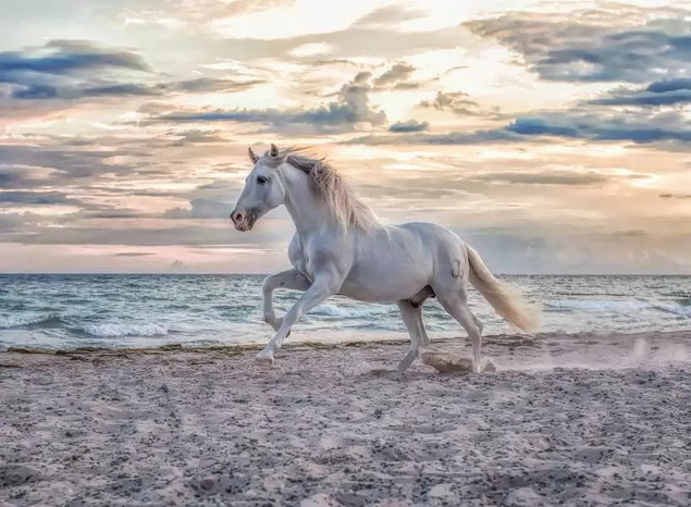 Puzzle 2D: Galop na plaży 500el