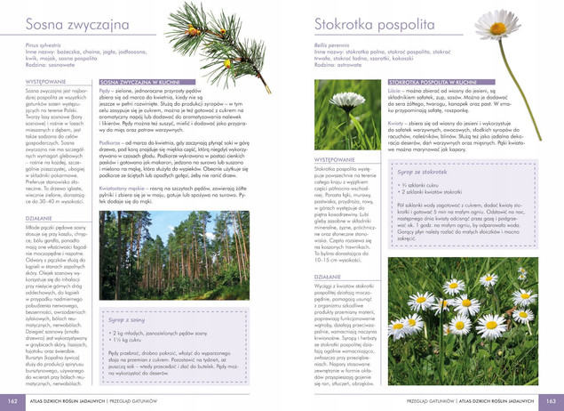 Atlas Dzikich Roślin Jadalnych Monika Fijołek 150 GATUNKÓW SBM Poradnik Foraging