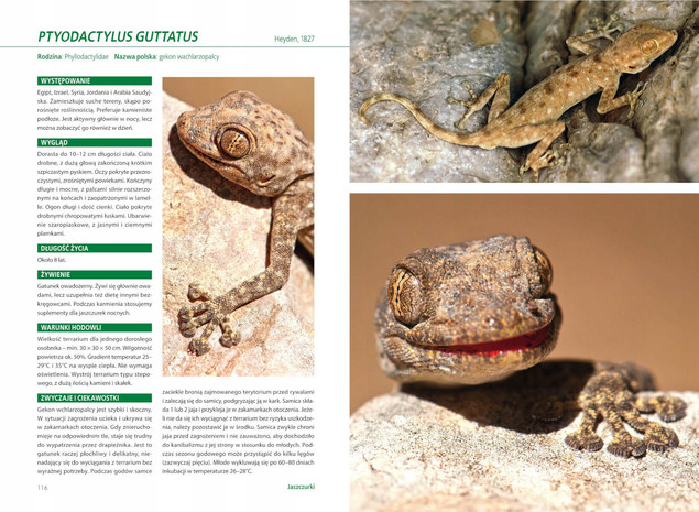 Atlas GADÓW Hodowlanych 100 Gatunków Jaszczurki Żółwie Krokodylowe SBM