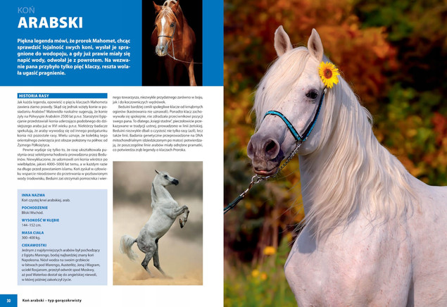 KONIE RASOWE Album Opisy Fotografie Patrycja Zarawska SBM