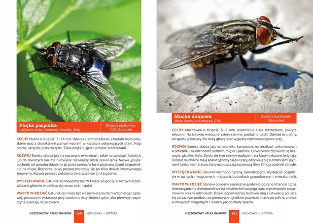 KIESZONKOWY ATLAS OWADÓW 180 GATUNKÓW KSIĄŻKA O OWADACH PORADNIK