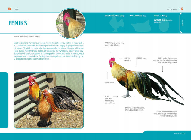 Atlas KUR OZDOBNYCH Wybór Hodowla Rasy Paweł Moszczyński SBM