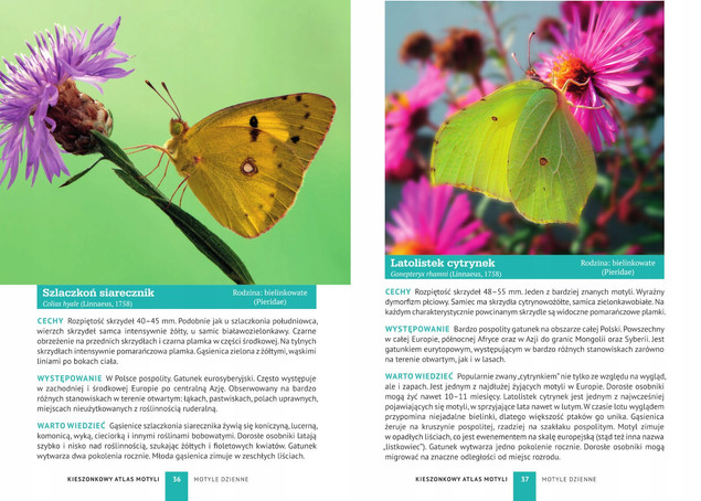 Kieszonkowy Atlas MOTYLI 180 Gatunków Jacek Twardowski SBM