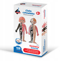Askato Puzzle Magnetyczne 108 el. Ciało Człowieka Anatomia Dzieci 4+