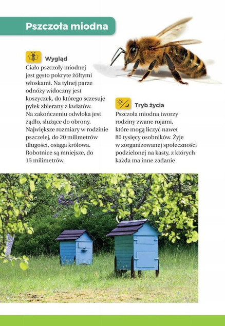 Zestaw Książek o OWADACH Atlas Owadów i Jaki To Owad? SBM (TW)