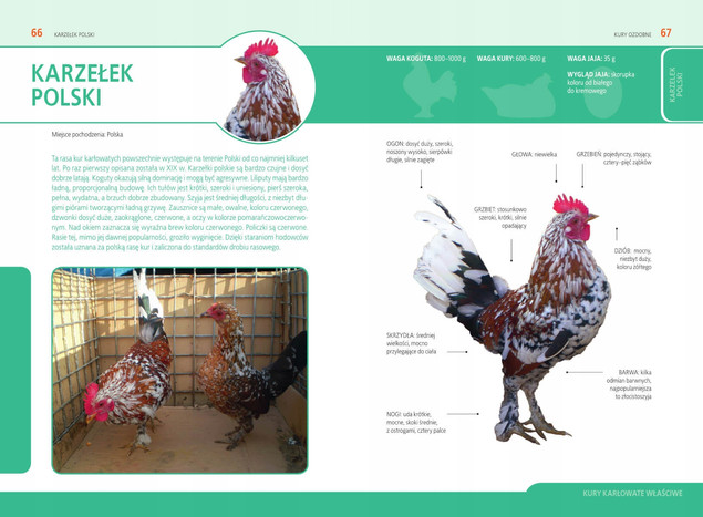 Atlas KUR OZDOBNYCH Wybór Hodowla Rasy Paweł Moszczyński SBM